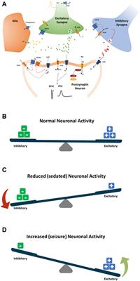 Development of a new hazard scoring system in primary neuronal cell cultures for drug-induced acute neuronal toxicity identification in early drug discovery